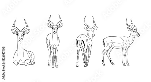 Elegant antelope outline: detailed line art of gazelles in various poses