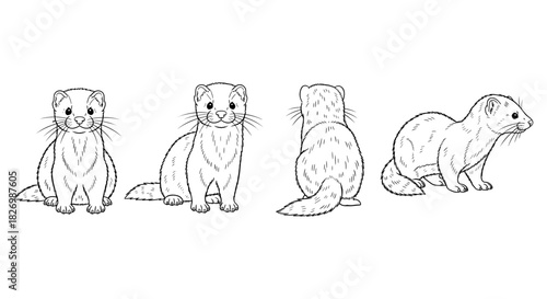 Cute ferret drawings in different poses outline style for animal lovers