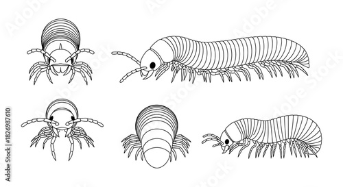 Black and white millipede and isopod line art drawings