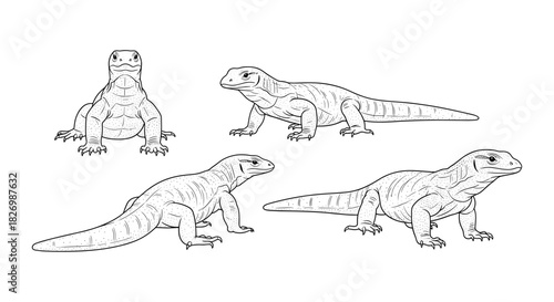 Detailed reptile drawings: lizard sketches in various poses
