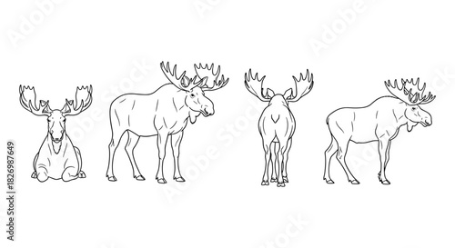 Moose in various poses: detailed line art of majestic wildlife