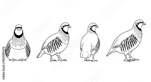 Black and white bird line art set of illustrations featuring partridge