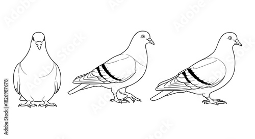 Outline drawings of pigeons in various poses for artistic and educational use