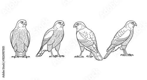Eagle line art collection with four different poses in monochrome style