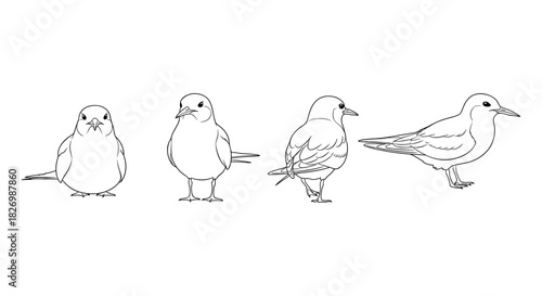 Bird outline set: four views of a bird in minimalist line art style