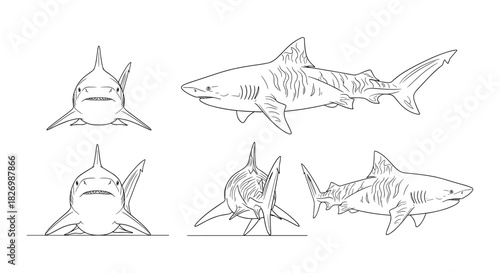 Linear shark sketches in various angles and poses