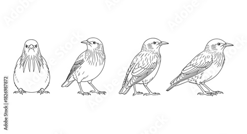 Evolution of bird from chick to adult in outline style