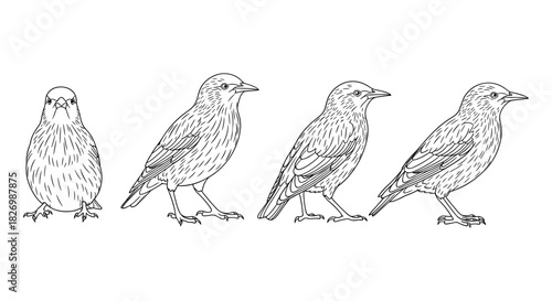 Starling bird outline sequence: detailed linear illustrations of four poses