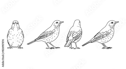 Detailed line art of bird outline in four viewpoints for ornithology designs