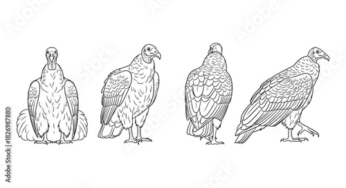Vulture sketch collection: detailed line art of four vulture poses