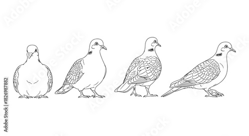 Bird outline drawings: four pigeons in side and front views