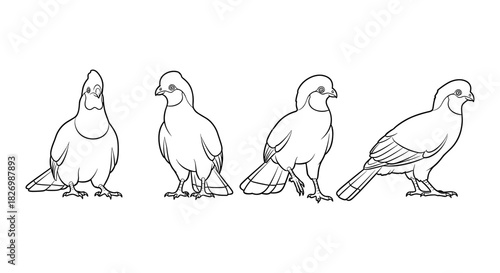 Stylized outline pigeon poses: minimalist bird design for coloring and animation