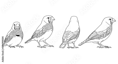 Finch bird line art: multiple views of detailed sketch designs