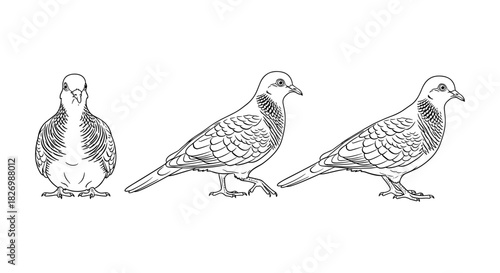 Detailed line art of pigeons in three angles: front, side, and profile view