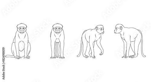 Monkey line art: four angles of playful primate on white background
