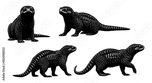 Intricately detailed black meerkat sketch collection