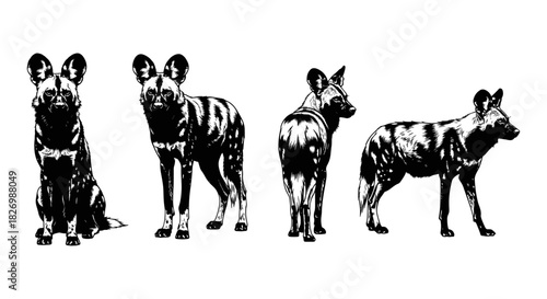 Four african wild dog silhouettes in detailed black and white design