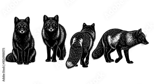 Black fox silhouettes: detailed and elegant wildlife designs