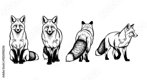 Detailed fox silhouette: front, side, and back views in black and white art