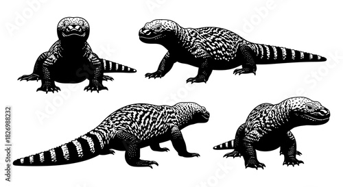 Monochrome iguana silhouettes set in various poses with detailed patterns
