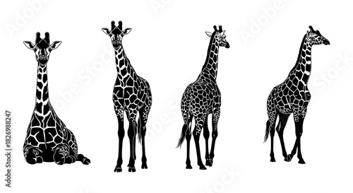 Majestic giraffe silhouette set in various poses on white background