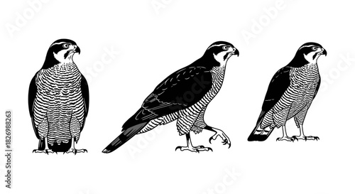 Realistic falcon silhouette trio on white background
