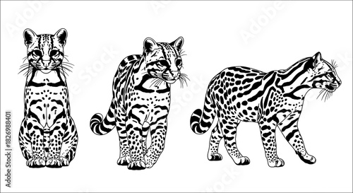 Detailed black and white ocelot art: three poses of graceful wild cats