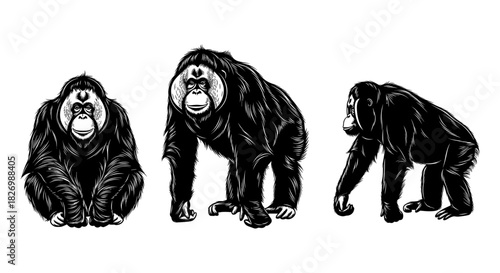 Detailed monkey silhouettes: trio of black and white chimpanzees in varied poses