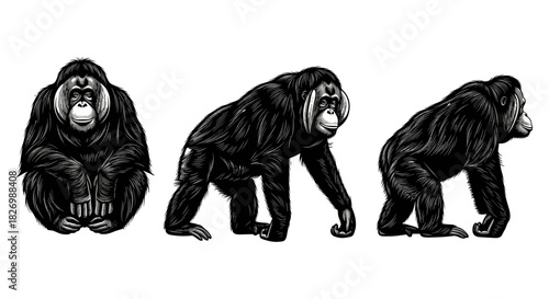 Detailed black and white chimpanzee sketches showcasing various poses