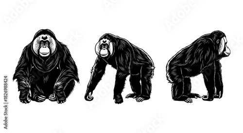 Set of three hand drawn monkeys in different poses on white background