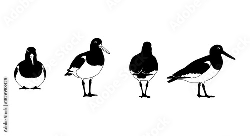Oystercatcher silhouettes in various poses: front, side, and back views