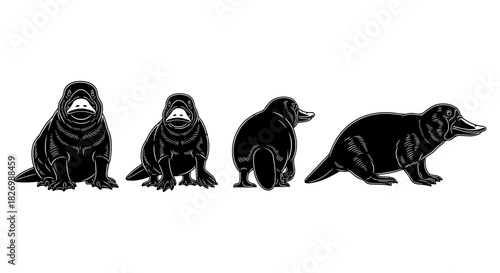 Set of four detailed platypus silhouettes in black on white background