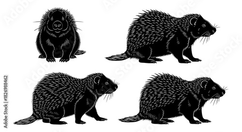 Set of detailed porcupine silhouettes in various poses: wildlife designs in black and white