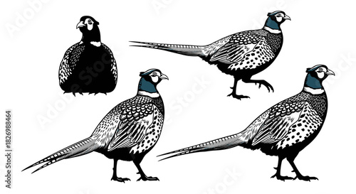 Detailed black and white pheasants in multiple poses