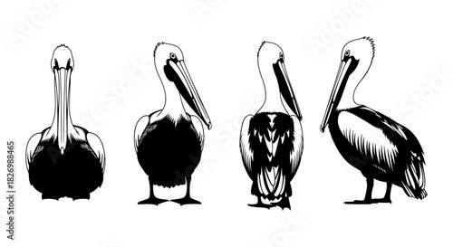 Pelican silhouettes from various angles in monochrome line art style