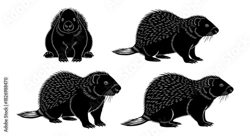 Silhouette set of porcupines in various poses on white background