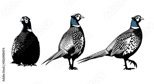 Detailed black and white pheasant silhouette trio on white background