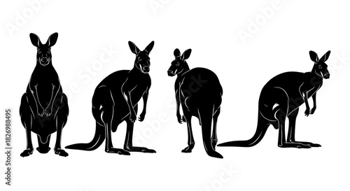 Kangaroo silhouette set: four poses in black and white for wildlife designs