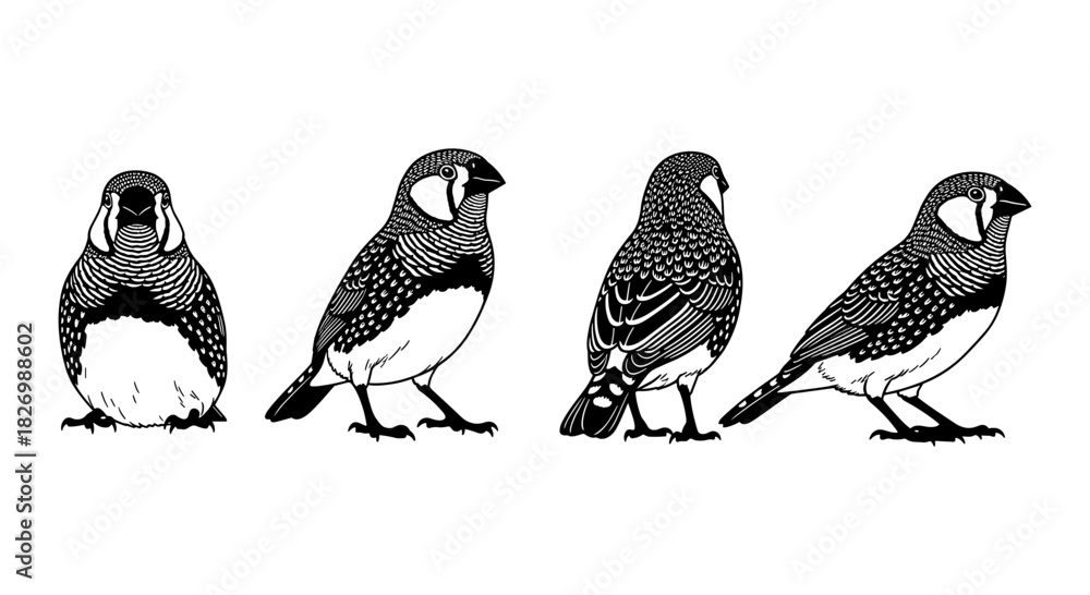 Obraz premium Detailed black and white zebra finches in profile and frontal views
