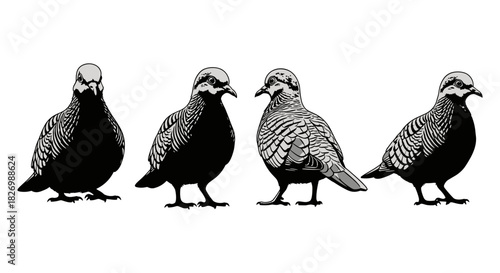 Beautiful bird silhouettes: detailed dove designs in black and white
