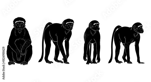 Silhouette of monkey poses in black and white wildlife art