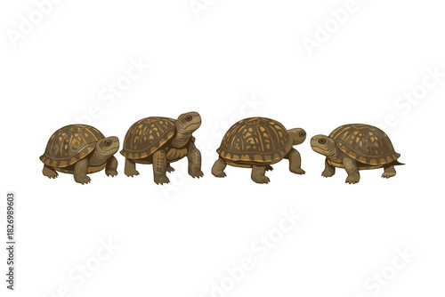 Realistic tortoise group walking in a row on white background
