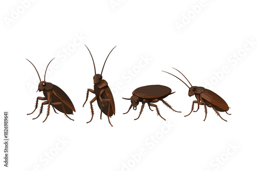 Realistic cockroach evolution stages set on white background