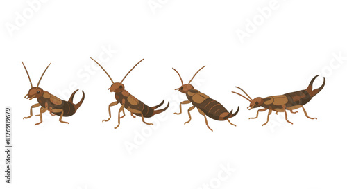 Realistic cricket collection with multiple poses on white background