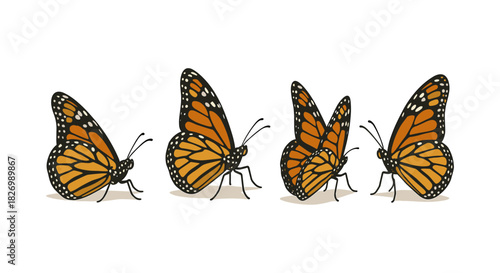 Monarch butterflies side view with shadow on white background