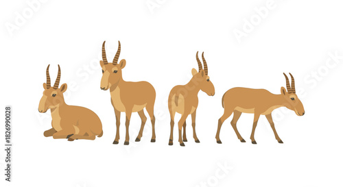 Set of saiga antelopes in different poses with horns on white background