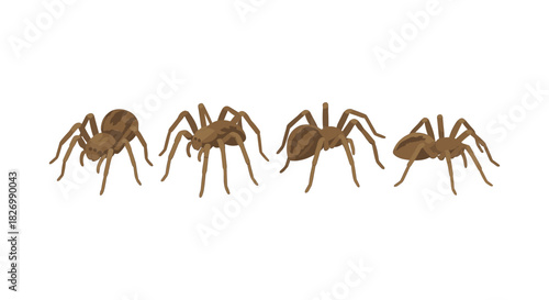 Set of realistic brown tarantula spiders in various poses on white background