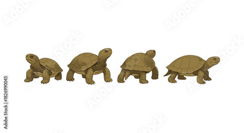 Four tortoises in motion: detailed wildlife art with side view