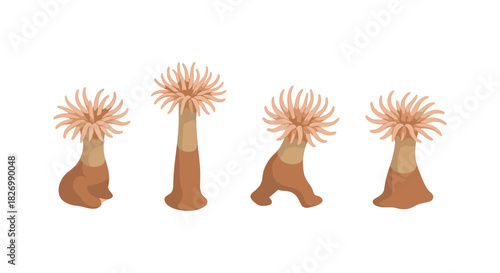 Sea anemone animation stages on white background