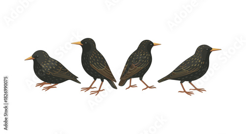 Detailed starling birds illustration in side profile view
